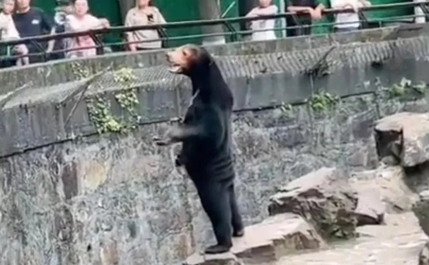 Zoológico chinês nega que um de seus ursos seja um humano disfarçado