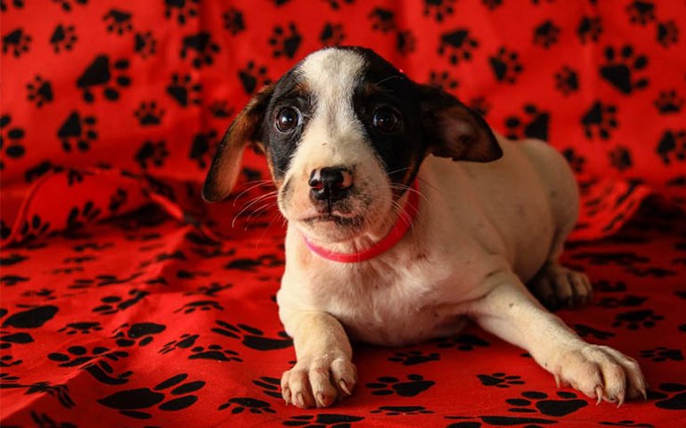 Centro de Zoonoses participa de feira de adoção de animais em Maceió