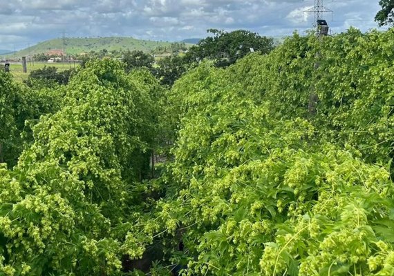 Lúpulo de Alagoas conquista duas medalhas de prata em competição nacional