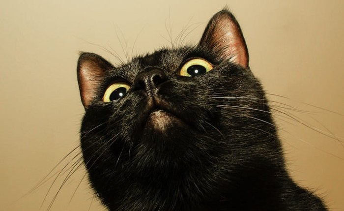 Gato preto, símbolo de superstição Gato preto, símbolo de superstição