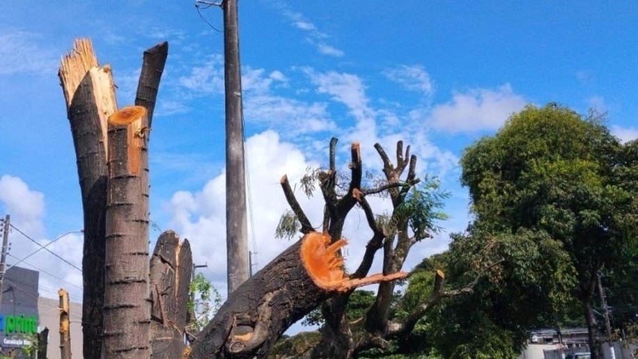 Poda e supressão de árvores sem autorização é crime ambiental, alerta Alurb