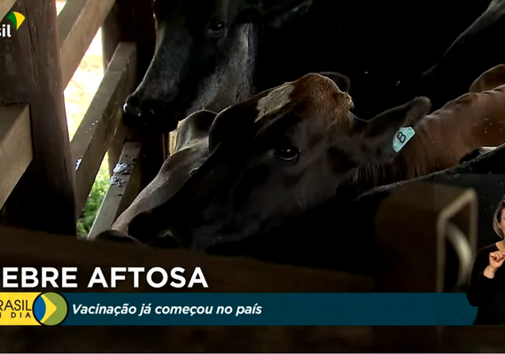 Campanha contra febre aftosa deve vacinar 107 milhões de animais