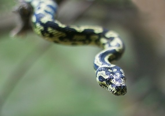 PF investiga grupo que usava Correios para traficar animais