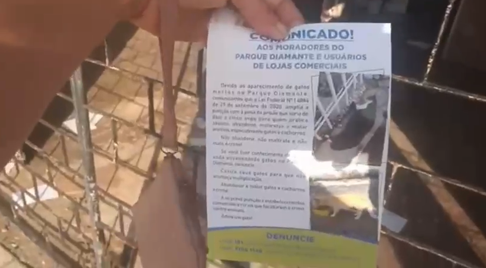 Moradores denunciam maus-tratos contra gatos na Zona Sul de Aracaju