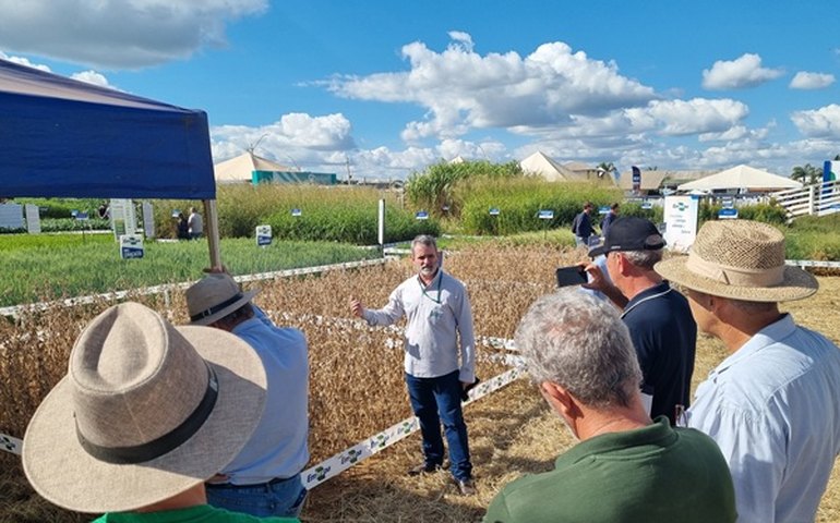 Embrapa lança nova cultivar de soja e apresenta novas opções para os produtores do Cerrado