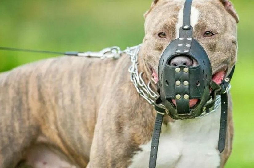 ALE discute sobre o projeto que obriga uso de focinheira em determinadas raças de cães
