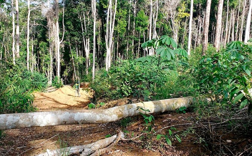 MP deflagra Operação Mata Atlântica em Pé