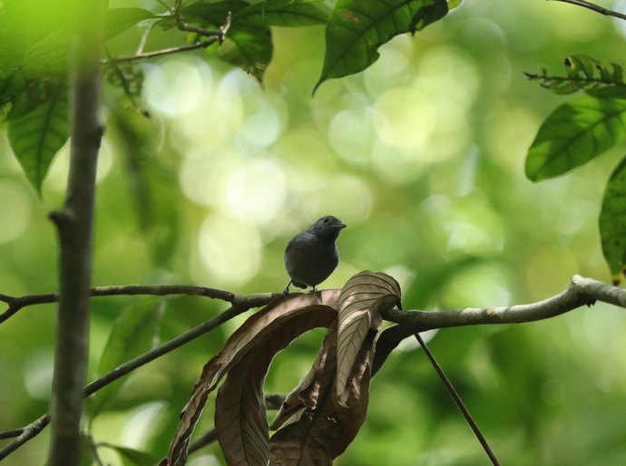 Meio ambiente: Alagoas é refúgio dos únicos filhotes da choquinha-de-alagoas