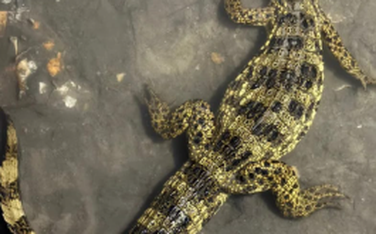 Filhote de jacaré é flagrado em condomínio no Francês e causa susto em moradores