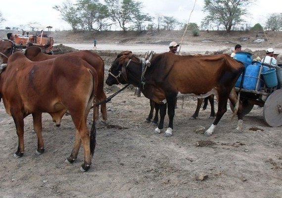 Governo discute situação de emergência em municípios afetados pela seca