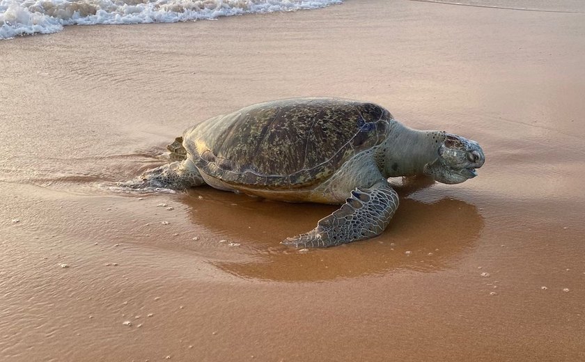 Tartaruga-verde adulta é encontrada morta na praia de Jacarecica