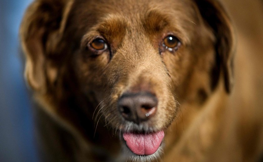 Famoso cão 'mais velho do mundo' tem título suspenso pelo Guinness; entenda