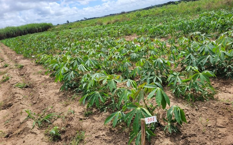Experimento no agreste alagoano pretende validar uso do pó de rocha como adubo no cultivo da mandioca