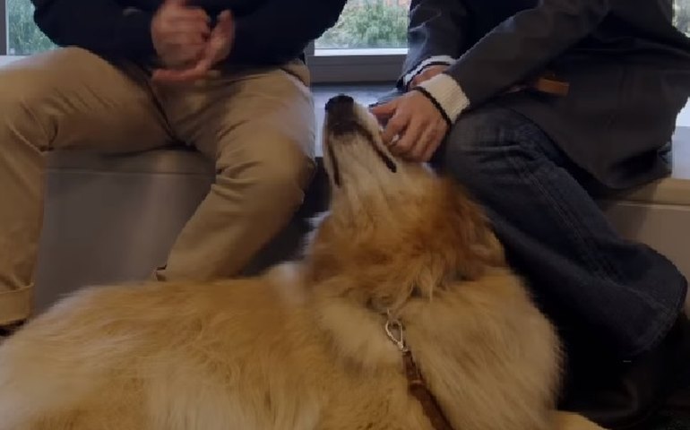 Cão de Jennifer Garner é 'promovido a terapeuta' em hospital infantil