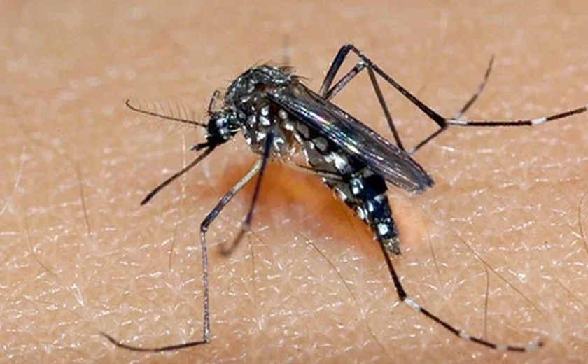 Alagoas ultrapassa sete mil casos prováveis de dengue em 2024