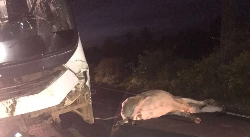 Ônibus escolar atropela quatro animais soltos na pista em Brejo Grande