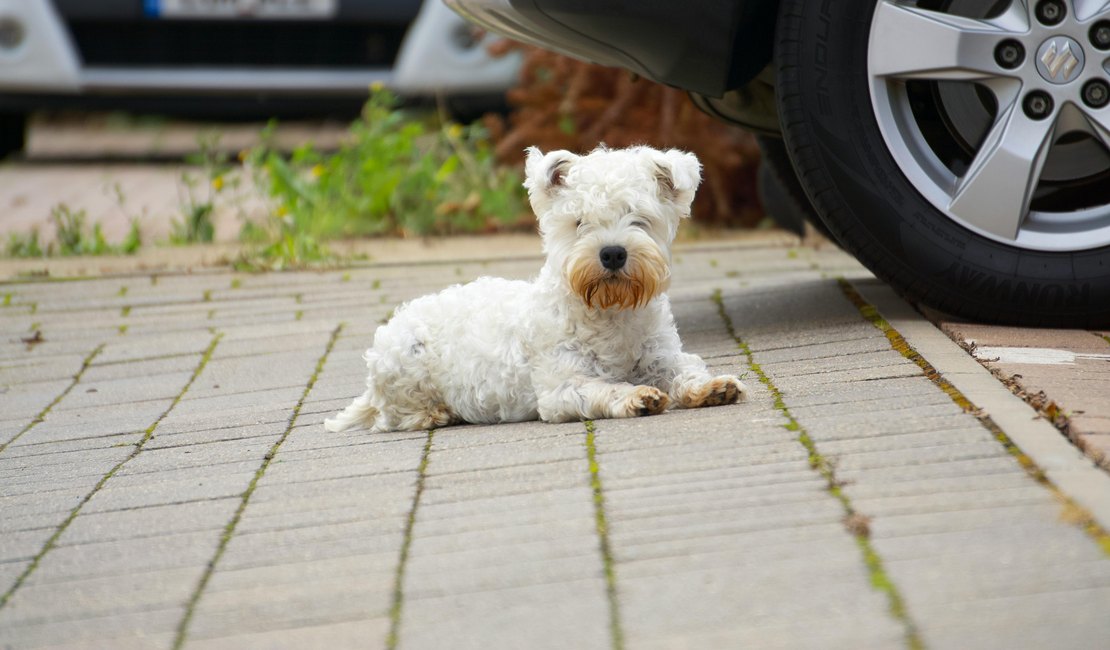 Urina de cães pode comprometer componentes do automóvel