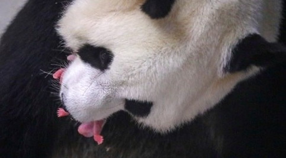 BEBÊS GÊMEOS BANDA / Foto: Benoit Bouchez Pairi Daiza/Reuters