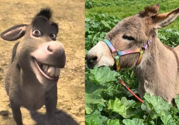 Burro que serviu de inspiração para personagem em Shrek está doente e precisa de doações