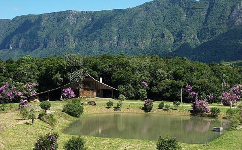 Santa Rosa de Lima, em Santa Catarina, é a Capital Nacional da Meliponicultura