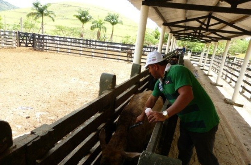 Estado espera vacinar 100% do rebanho contra febre a febre aftosa