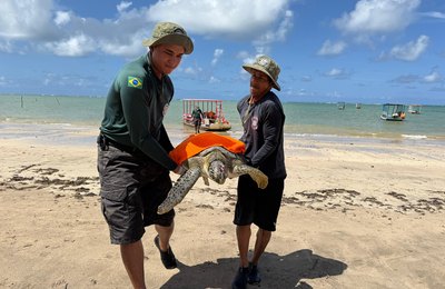 Guardas ambientais de Porto de Pedras resgatam tartaruga-verde ferida na Praia do Patacho