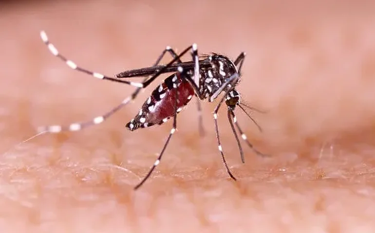 Chuvas e altas temperaturas reforçam a necessidade de atenção ao diagnóstico da dengue